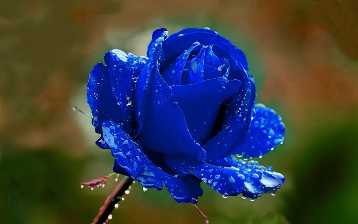 rose bleue, macro, fleurs bleues, belles fleurs, bokeh, boutons bleus, roses