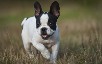 French bulldog, white small puppy, 4k, small dog, green grass, pets