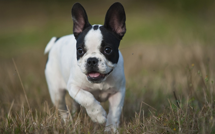 Download wallpapers French bulldog, white small puppy, 4k, small dog ...