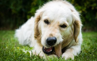 Labrador, Puppy, Green Grass, Retriever, White Dog