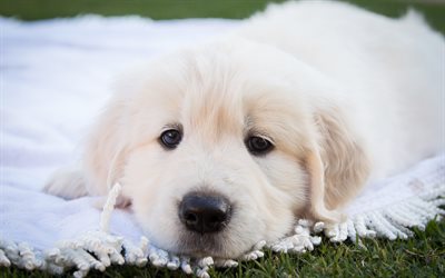 Great Pyrenees Dog, 4k, puppy, dogs, muzzle, cute animals, pets