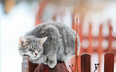gray cat, winter, snow, fence, pets, cats