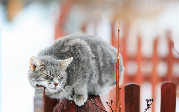 灰色猫, 冬, 雪, フェンス, ペット, 猫