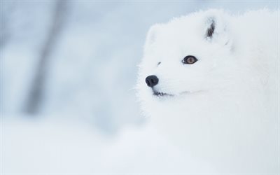 fox, snow, winter, forest animals, white fox, predators