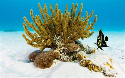 corals, sand, underwater world, ocean, fish, tropical island