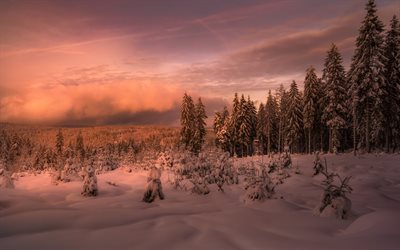 vinterlandskap, skogen, sn&#246;, sunset, sn&#246;t&#228;ckt skog, molnen, dimma