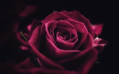 maroon rose, 4k, close-up, bud, roses