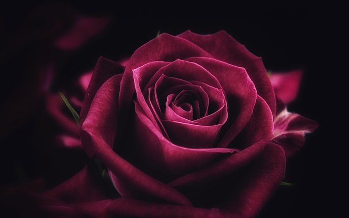 viininpunainen ruusu, 4k, l&#228;hikuva, bud, ruusut