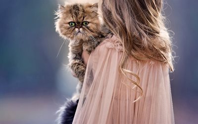 Persian cat, 4k, fluffy cats, pets, kitten, child
