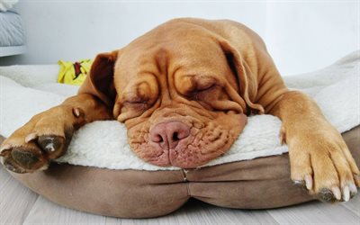 Bordeaux mastiff, 4k, puppy, pets, sleeping dog, Dogue de Bordeaux, dogs, French mastiff