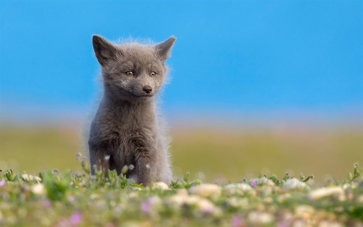 grigio a piccoli fox, fauna selvatica, foresta abitanti, volpi, cinghiali e animali