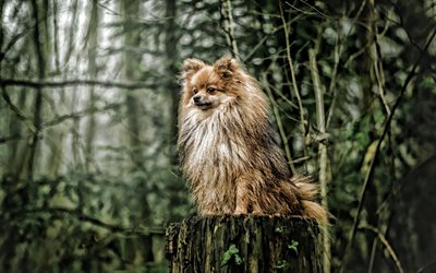 Spitz, forest, cute animals, fluffy dog, Pomeranian, bokeh, pets, dogs, Pomeranian Spitz