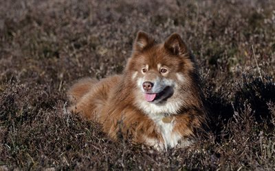 Finnish Lapphund, Lapinkoira, brown fluffy dog, pets, dogs, Finnish Lapponian Dog, suomenlapinkoira