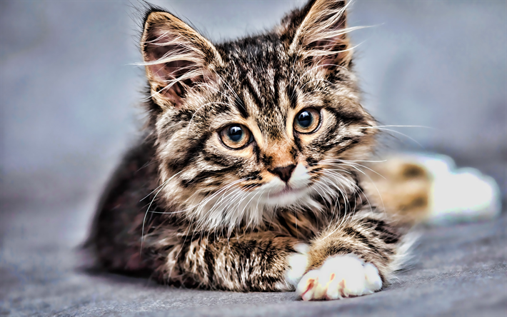 American Bobtail, close-up, HDR, pets, kitten, bokeh, domestic cat, cats, American Bobtail Cat, cute animals, small american bobtail
