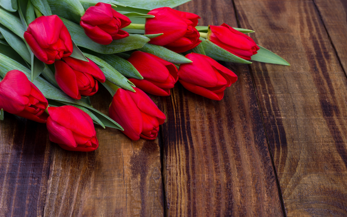 rouge tulipes, fleurs de printemps, bouquet de tulipes, de belles fleurs, les tulipes, le 8 Mars, le printemps