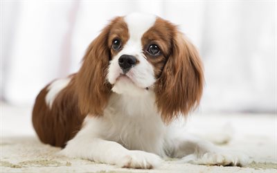 Cavalier King Charles Spaniel, white brown dogs, cute animals, pets, dogs, spaniels
