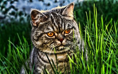 British Shorthair, HDR, close-up, estate, simpatici animali, gatto grigio, animali domestici, gatto con gli occhi gialli, gatti, gatto domestico, Gatto British Shorthair