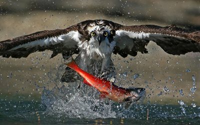 hawk, fishing, blueback salmon, Sockeye salmon, red salmon, river, sea hawk, Northern Pacific Ocean
