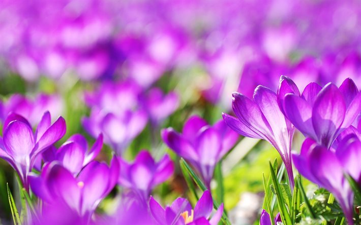 crocuses, beautiful flowers, purple crocus, purple flowers