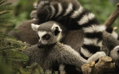 lemur, yaban hayatı, nadir hayvanlar, Madagaskar, fauna