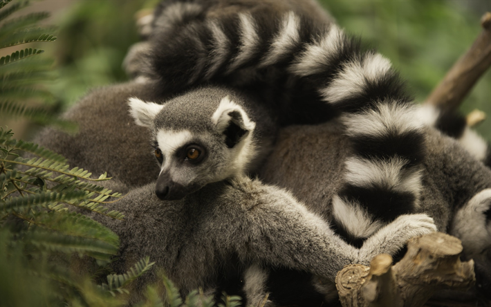 lemur, vilda djur, s&#228;llsynta djur, Madagaskar, djur