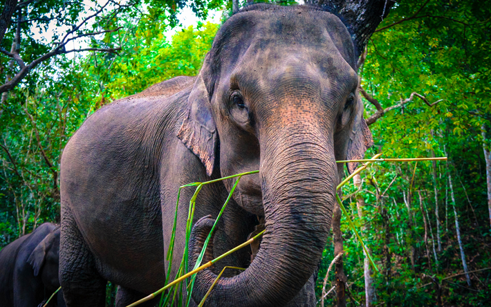 filler, 4k, yaban hayatı, Tayland, Asya