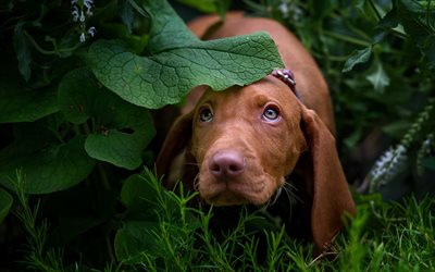 dachshund, brown puppy, green bushes, small brown dog, pets, dogs