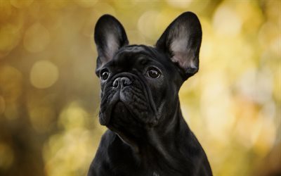 french bulldog, black puppy, cute animals, small black dog, pets, bulldogs