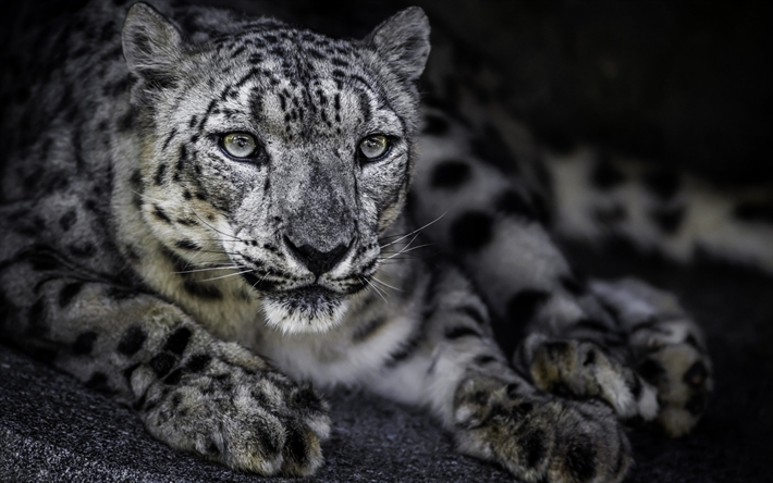 Irbis, snow leopard, 白パンサー, プレデター, 危険物, 野生動物, 雪, 冬