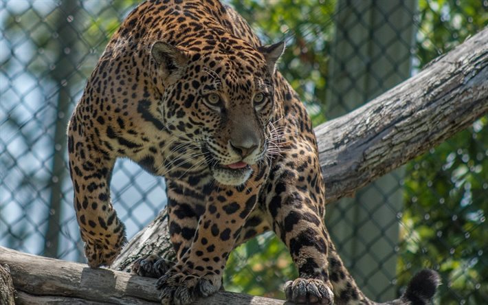 jaguar, wild cat, zoo, predator