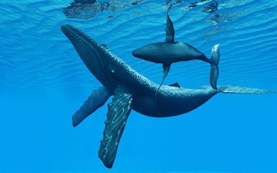 oc&#233;ano, ballenas, azul agua, profundidad