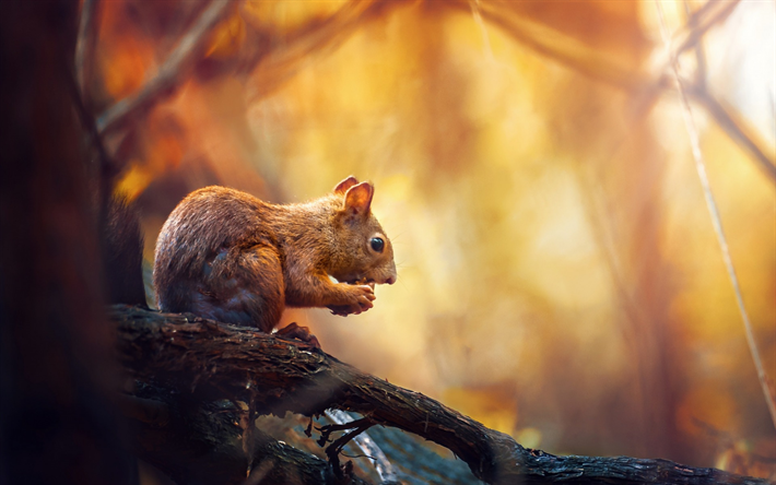 squirrel, autumn, forest, yellow trees, forest animals