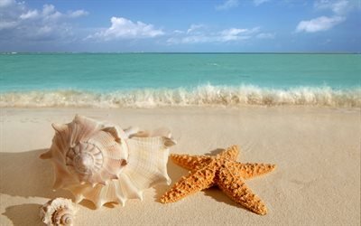 beach, sea, sand, starfish, shell, wave