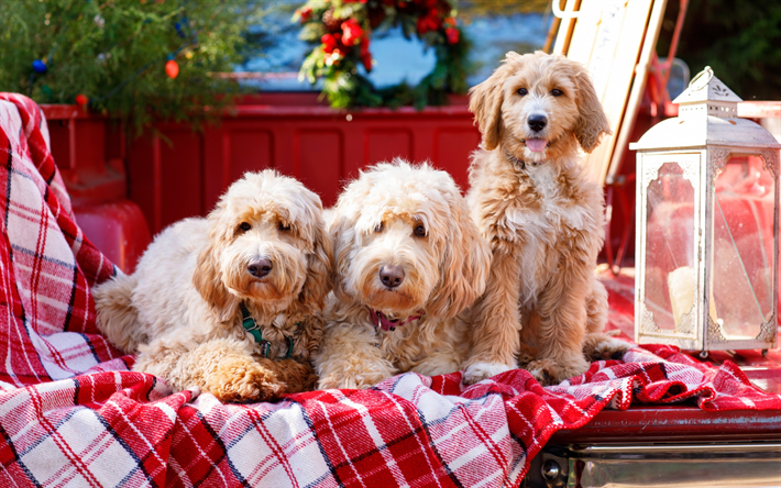 Goldendoodle, Canis lupus familiaris, cani cute, pelosi cani, animali domestici