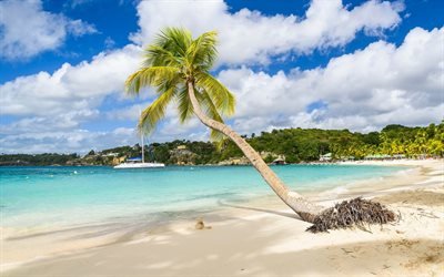 Caribbean Sea, Guadeloupe, tropical islands, beach, summer, palm, white yacht