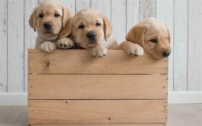 Golden Retriever, cuccioli, scatola di legno, simpatici animali, cani di piccola taglia
