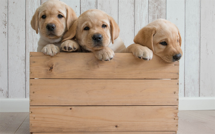 Golden Retriever, cachorros, caja de madera, animales lindos, peque&#241;os perros