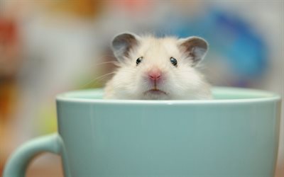 Guinea pig, cute animals, blue cup, pets, guinea pigs, small animals