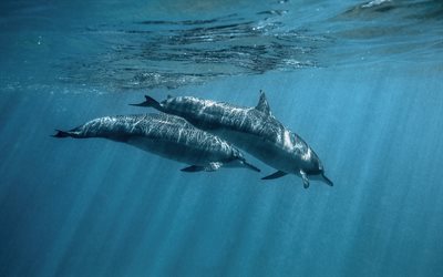 dolphins under water, ocean, dolphins, underwater world, pair of dolphins