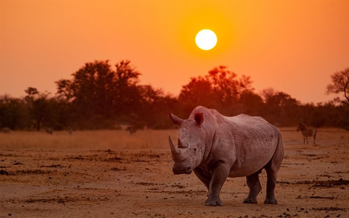 rhinoc&#233;ros, soir, coucher de soleil, faune, animaux sauvages, Afrique