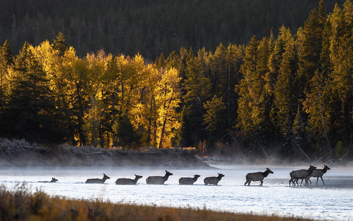 cervo attraversano il fiume, mattina, nebbia, cervo, autunno, montagne, alberi gialli, branco di cervi