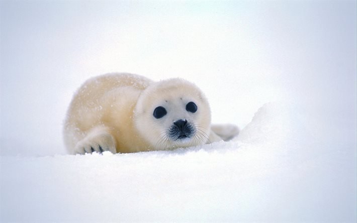 small seal, harp seal, white seal, arctic, mammals, snow, winter