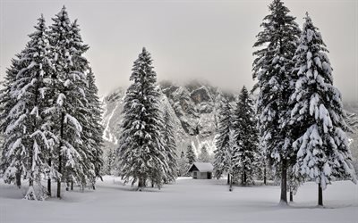 winter, berg, wald, h&#252;tte, landschaft
