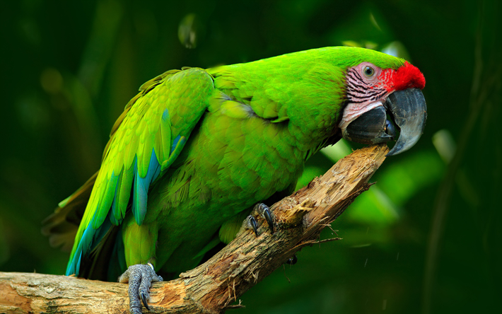 Great green macaw, 4k, green parrot, beautiful bird, Ara ambigua, great military macaw, South America