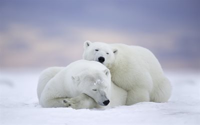 Polar Bears, 4k, wildlife, bears, Ursus maritimus