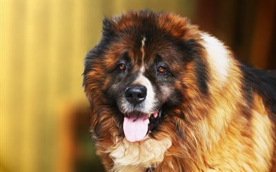 Caucasian Shepherd Dog, art, big dog, pets