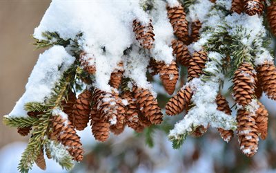 winter, cones, snow on branches, forest, winter landscape