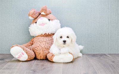 Maltese dog, puppy, white fluffy dog, pets, 4k, white dog