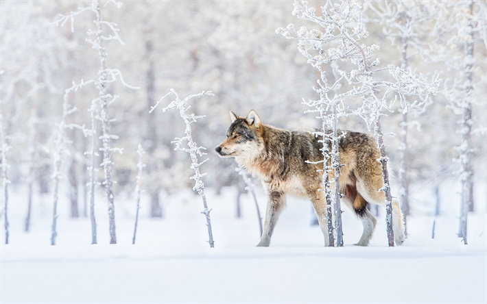 wolf, winter, snow, forest, predator, wildlife