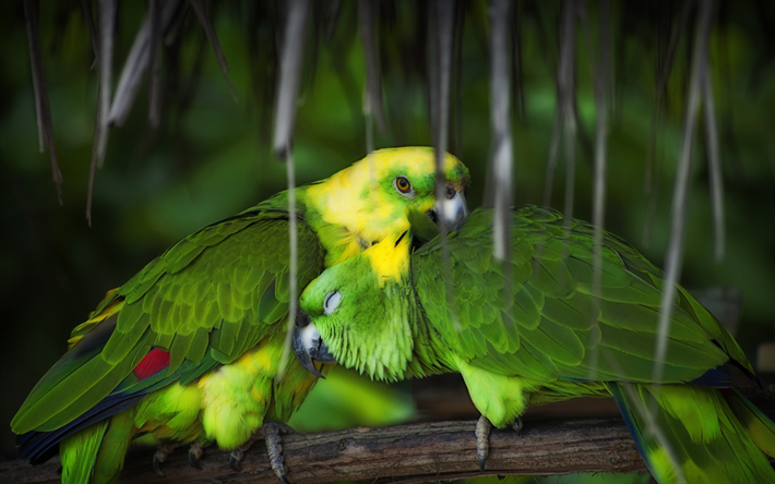 Aratinga, coppia di pappagalli, pappagalli verdi, Sud america, splendidi uccelli